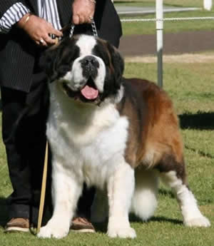 Opdykes Magic Mountain Outrageous