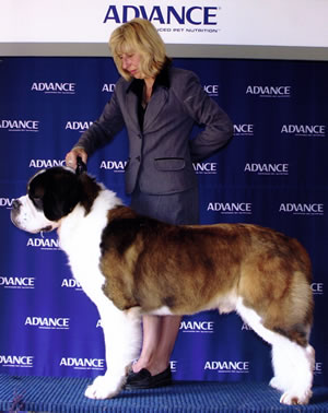 CH Stiniyasu Eclipse